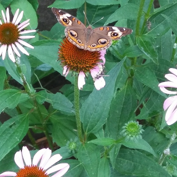 Meet your Posher, Jocelyn - Picture 2 of 2